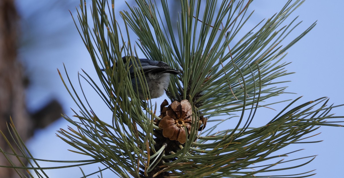 Pygmy Nuthatch - ML634621305