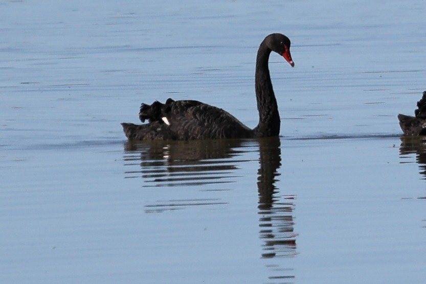 Black Swan - ML634621427