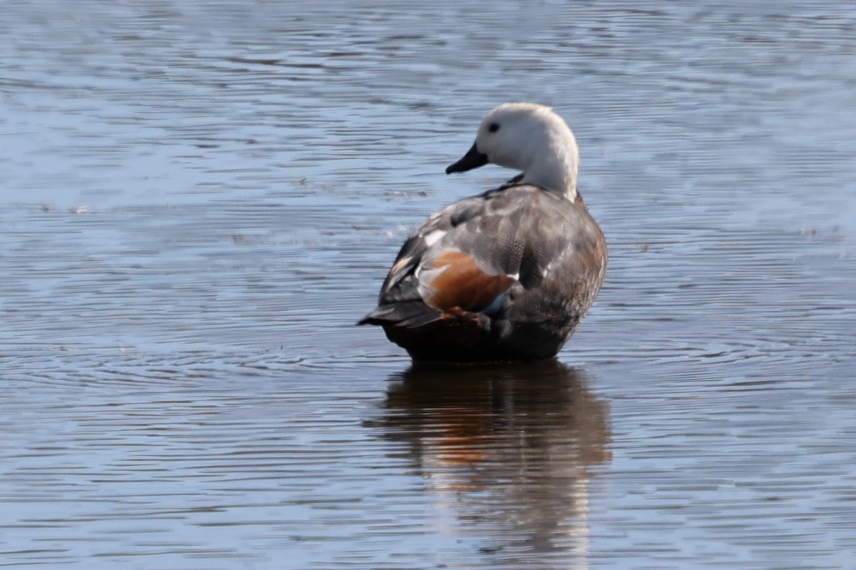 Paradise Shelduck - ML634621477