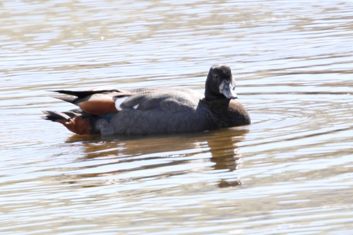 Paradise Shelduck - ML634621478
