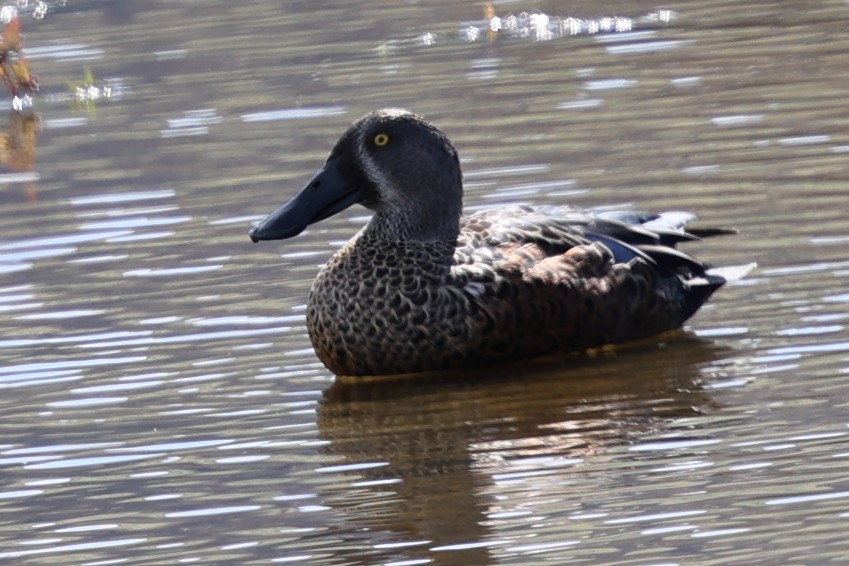 Australasian Shoveler - ML634621487