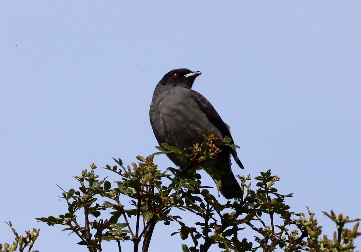 Cotinga à huppe rouge - ML634621499