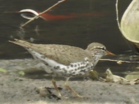 Spotted Sandpiper - ML634621521