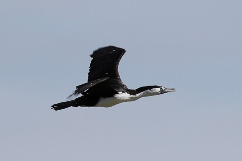 Pied Cormorant - ML634621522