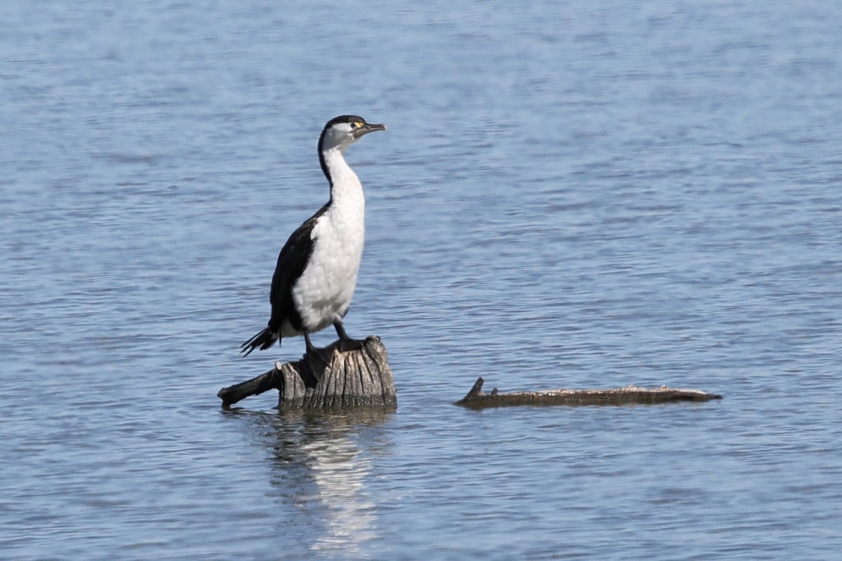 Pied Cormorant - ML634621524