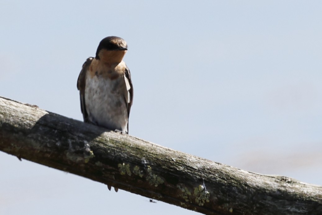 Welcome Swallow - ML634621538