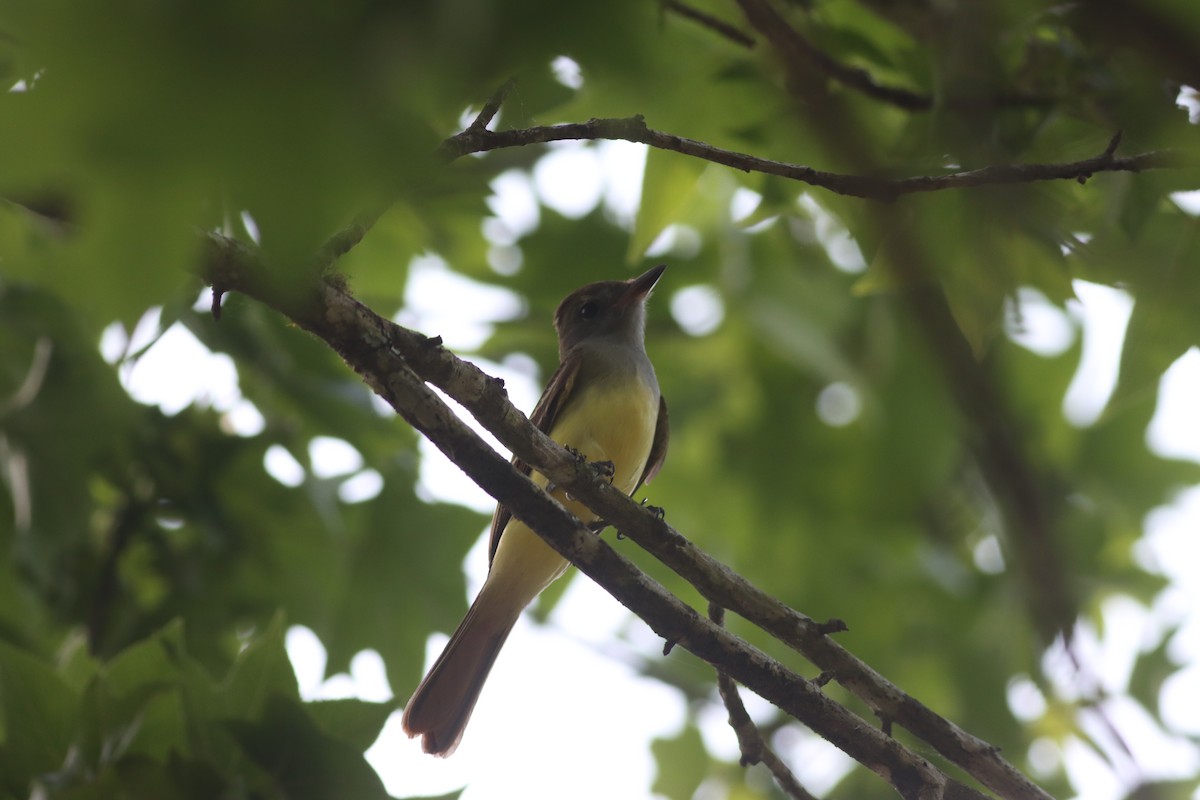Great Crested Flycatcher - ML634621572