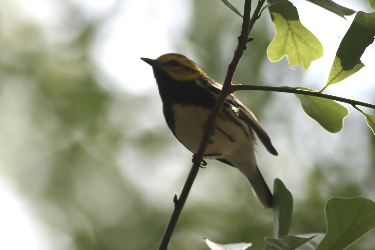 Black-throated Green Warbler - ML634621605