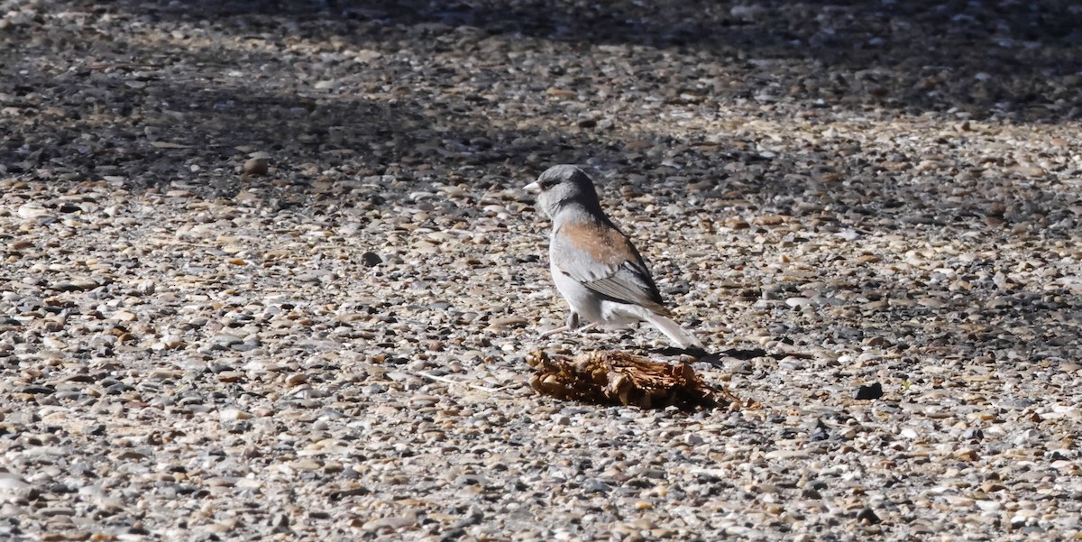 Dark-eyed Junco (Red-backed) - ML634621611