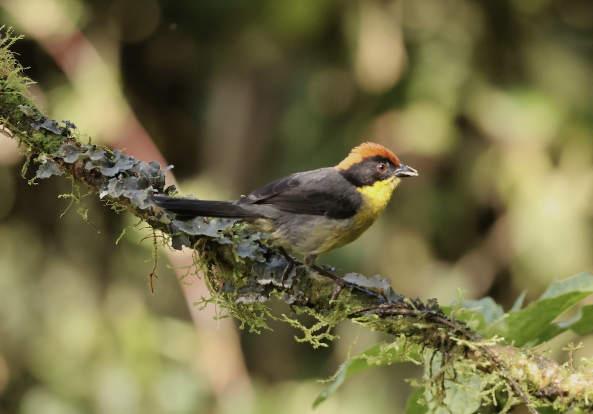 Yellow-breasted Brushfinch (Yellow-breasted) - ML634621629
