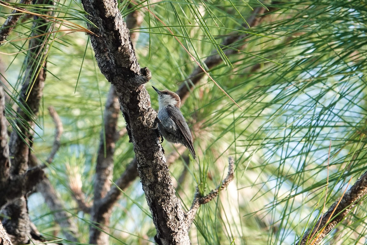 Brown-headed Nuthatch - ML634621657