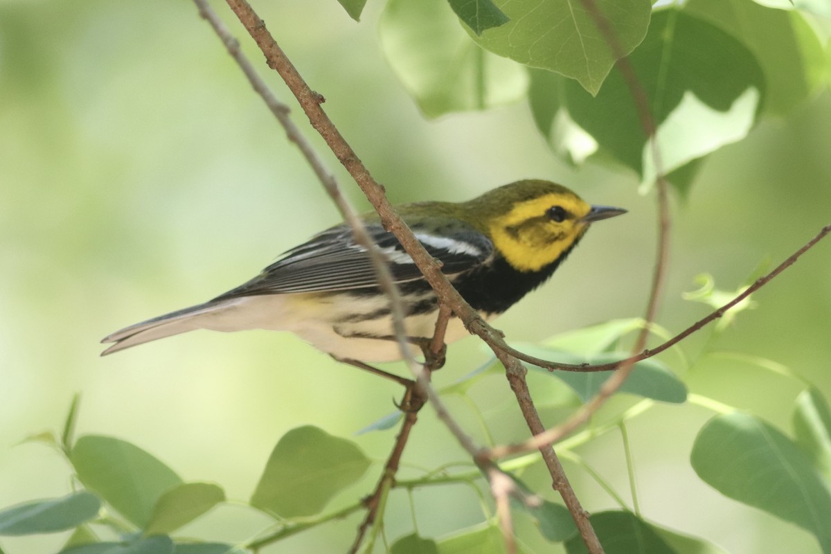 Black-throated Green Warbler - ML634621661