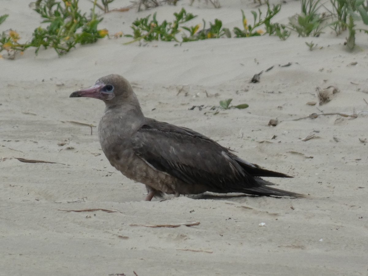 Red-footed Booby - ML634621691