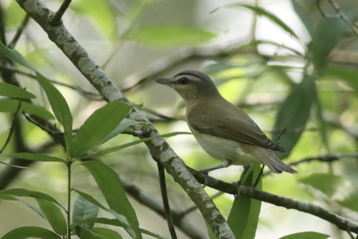 Red-eyed Vireo - ML634621697