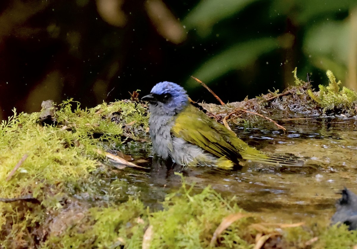 Tangara à tête bleue (groupe cyanocephala) - ML634621716