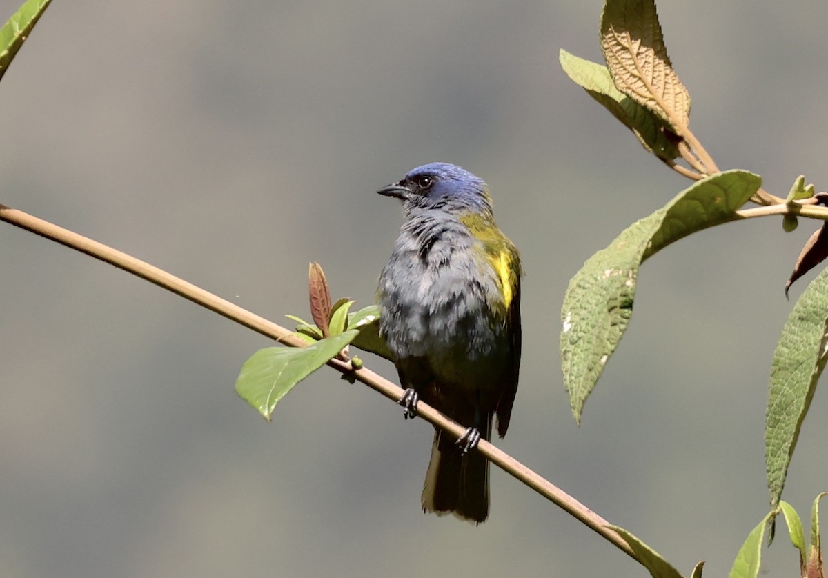 Tangara à tête bleue (groupe cyanocephala) - ML634621717