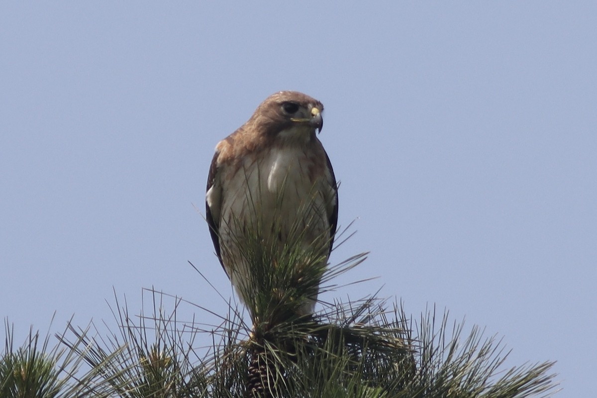 Red-tailed Hawk - ML634621776