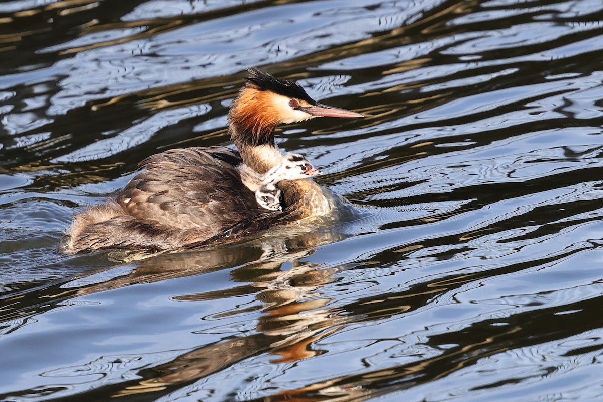 Great Crested Grebe - ML634621782
