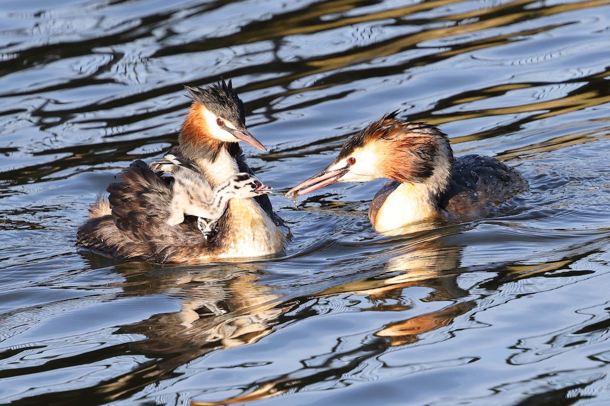 Great Crested Grebe - ML634621783