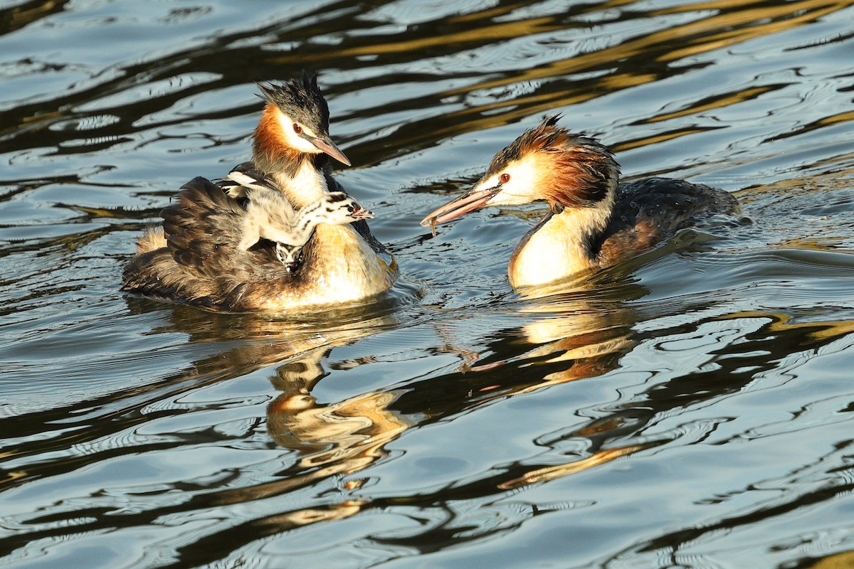 Great Crested Grebe - ML634621784