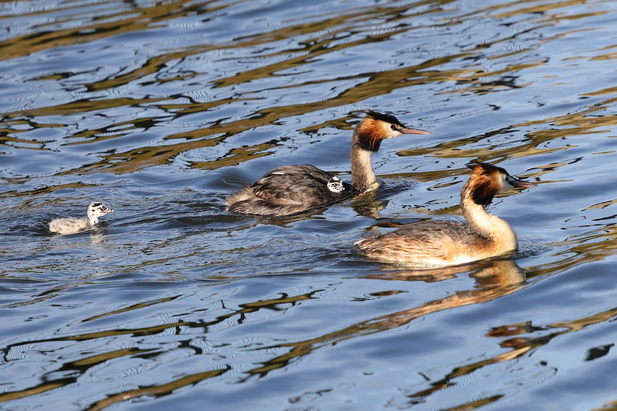 Great Crested Grebe - ML634621785