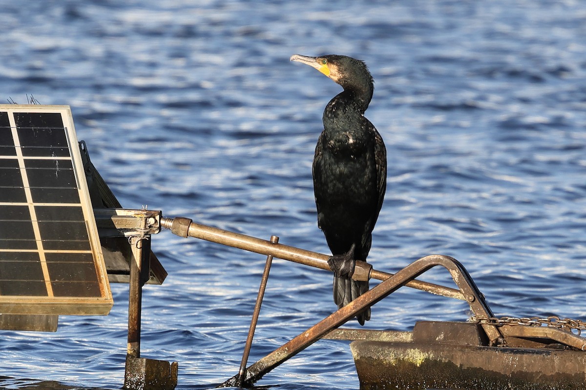 Great Cormorant - ML634621797