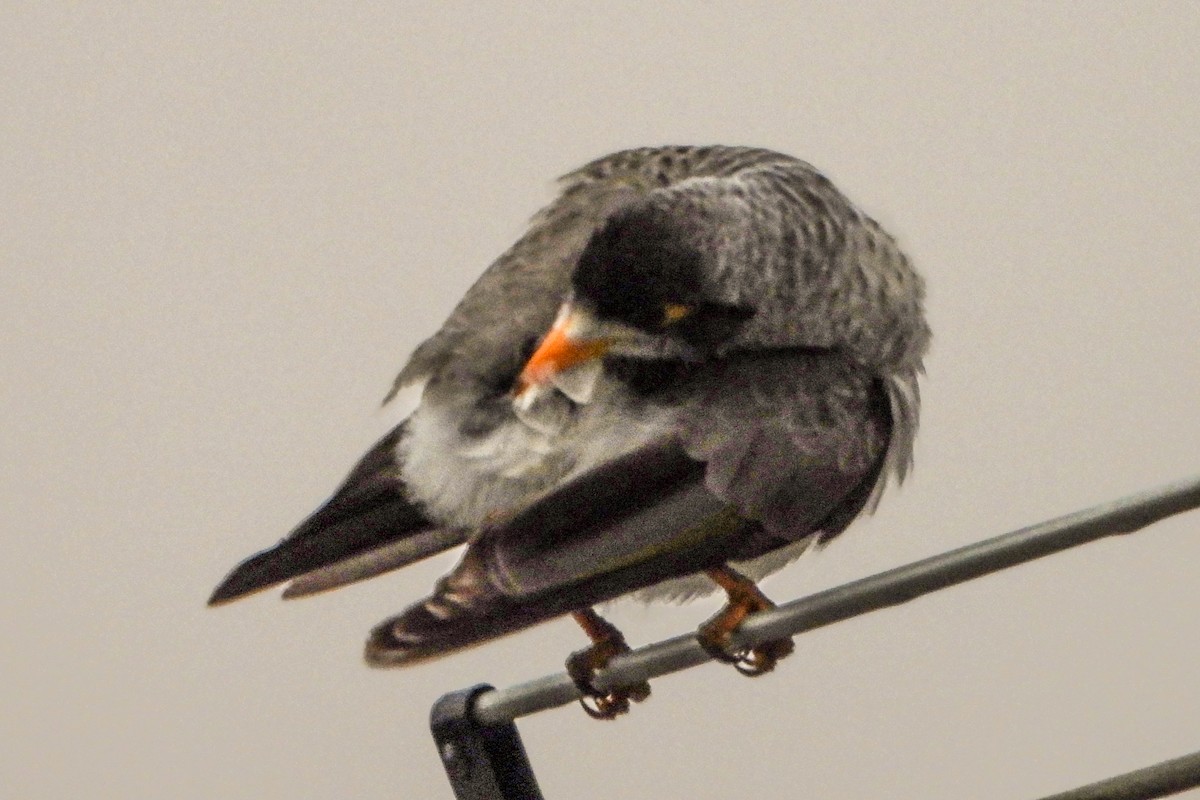 Noisy Miner - ML634621810