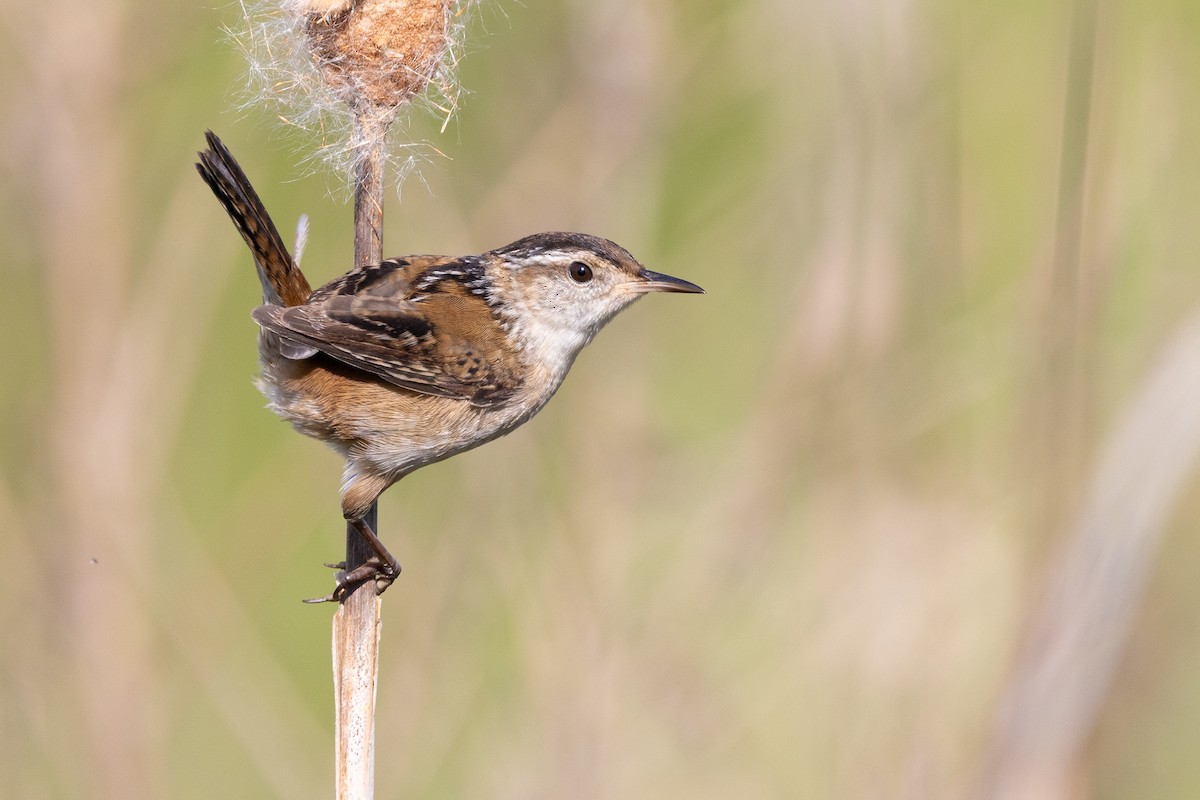 Marsh Wren - Baxter Beamer