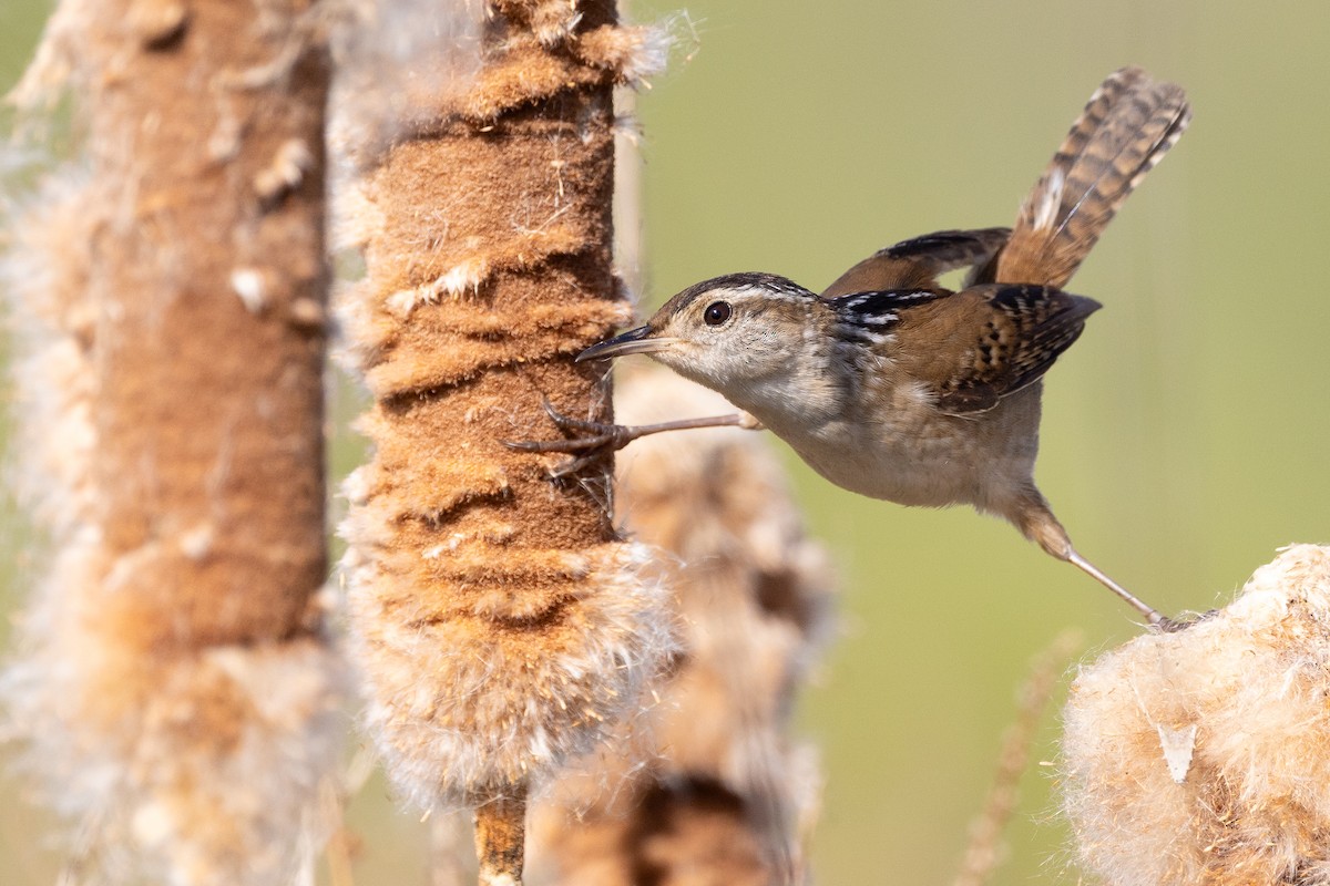 Marsh Wren - Baxter Beamer