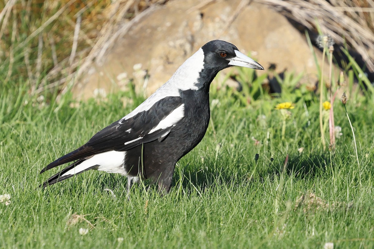 Australian Magpie - ML634621824