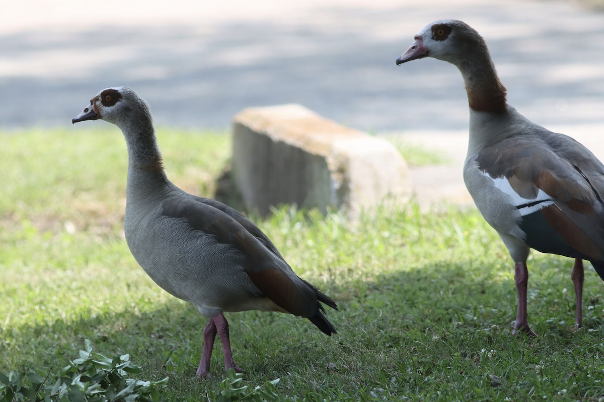 Egyptian Goose - ML634621836