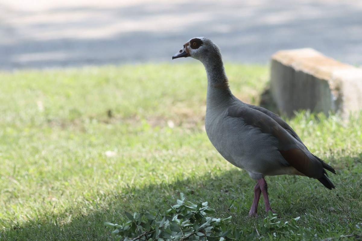 Egyptian Goose - ML634621839