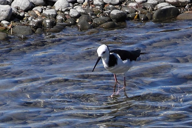 Pied Stilt - ML634621880