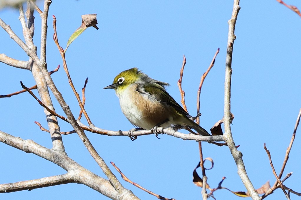 Silvereye - ML634621904