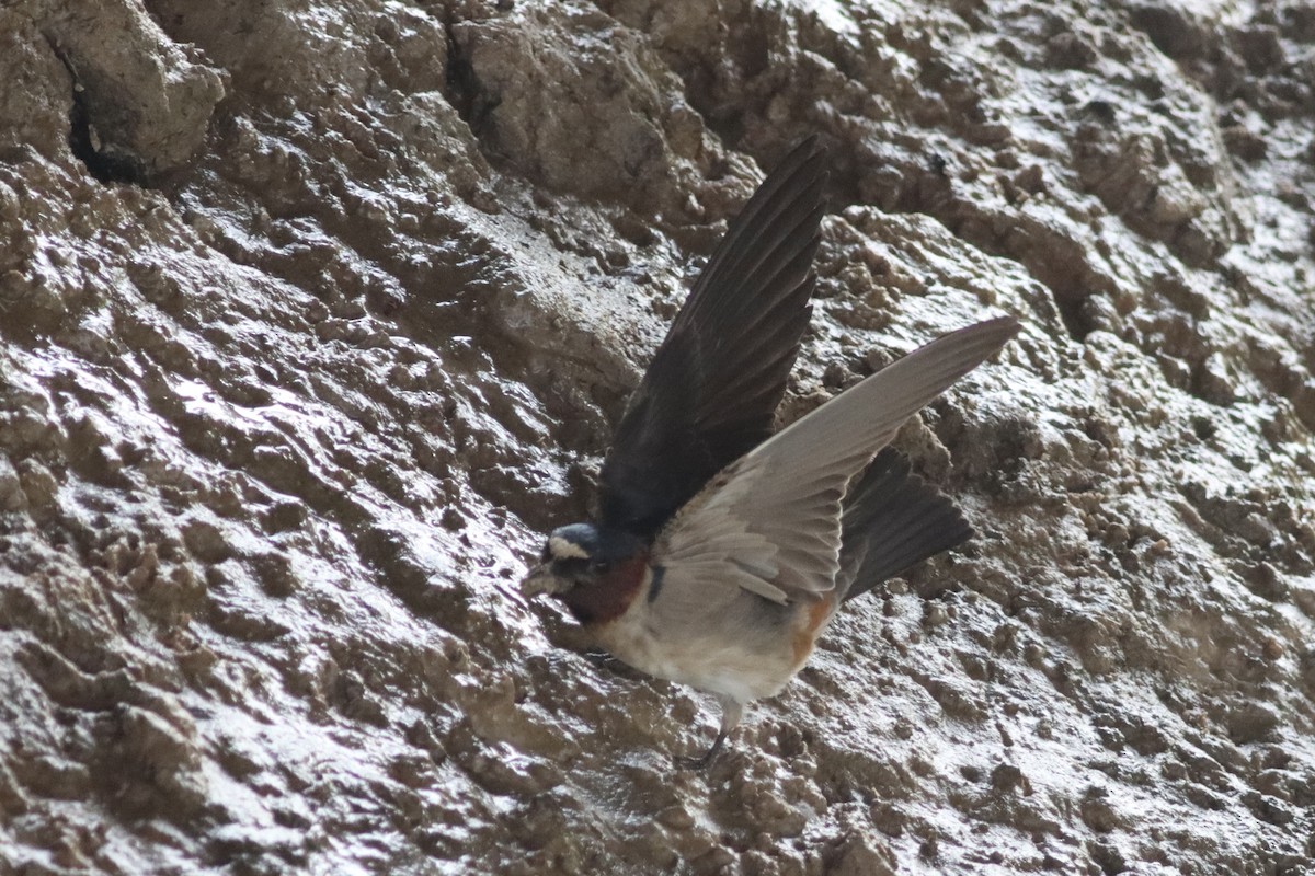 Cliff Swallow - ML634621930