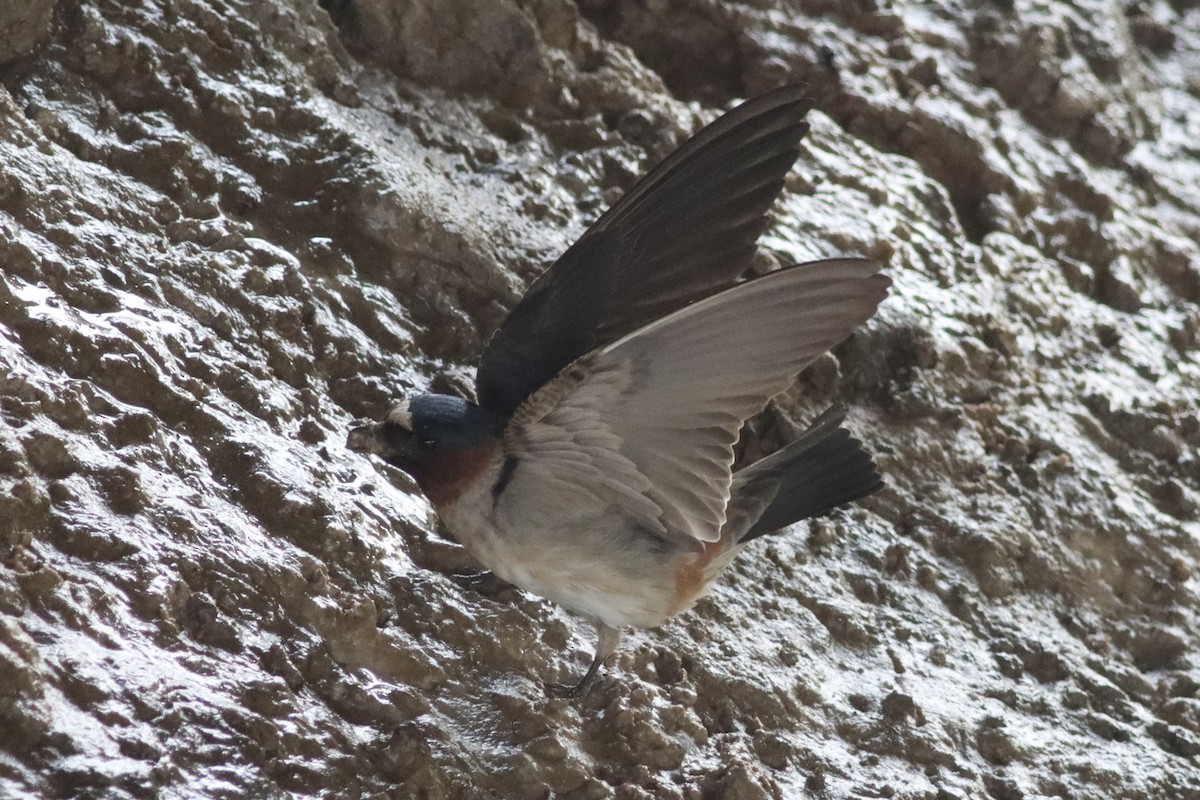 Cliff Swallow - ML634621931