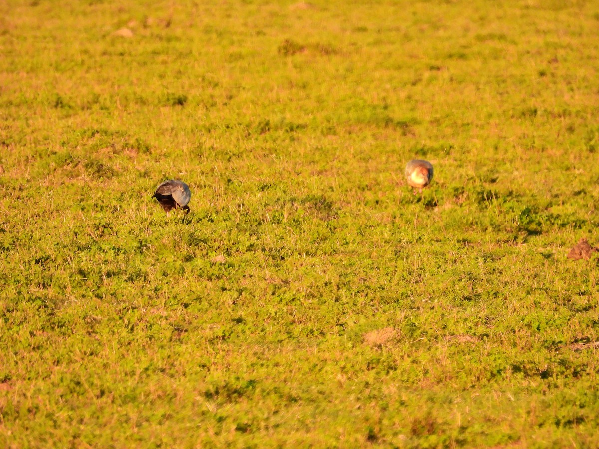 Black-faced Ibis - ML634621974