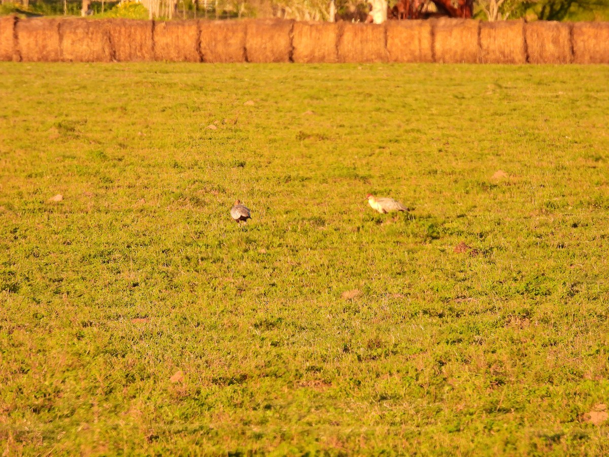 Black-faced Ibis - ML634621975