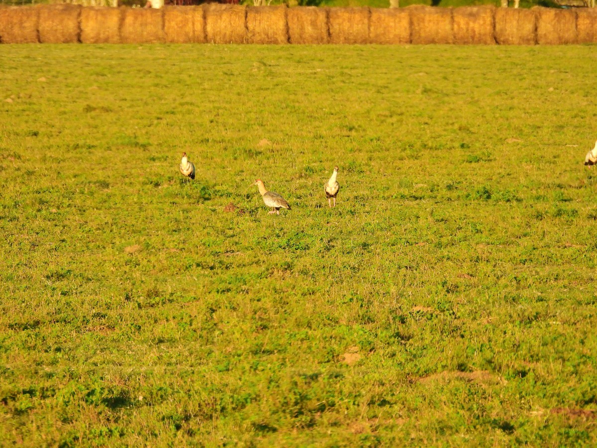 Black-faced Ibis - ML634621976
