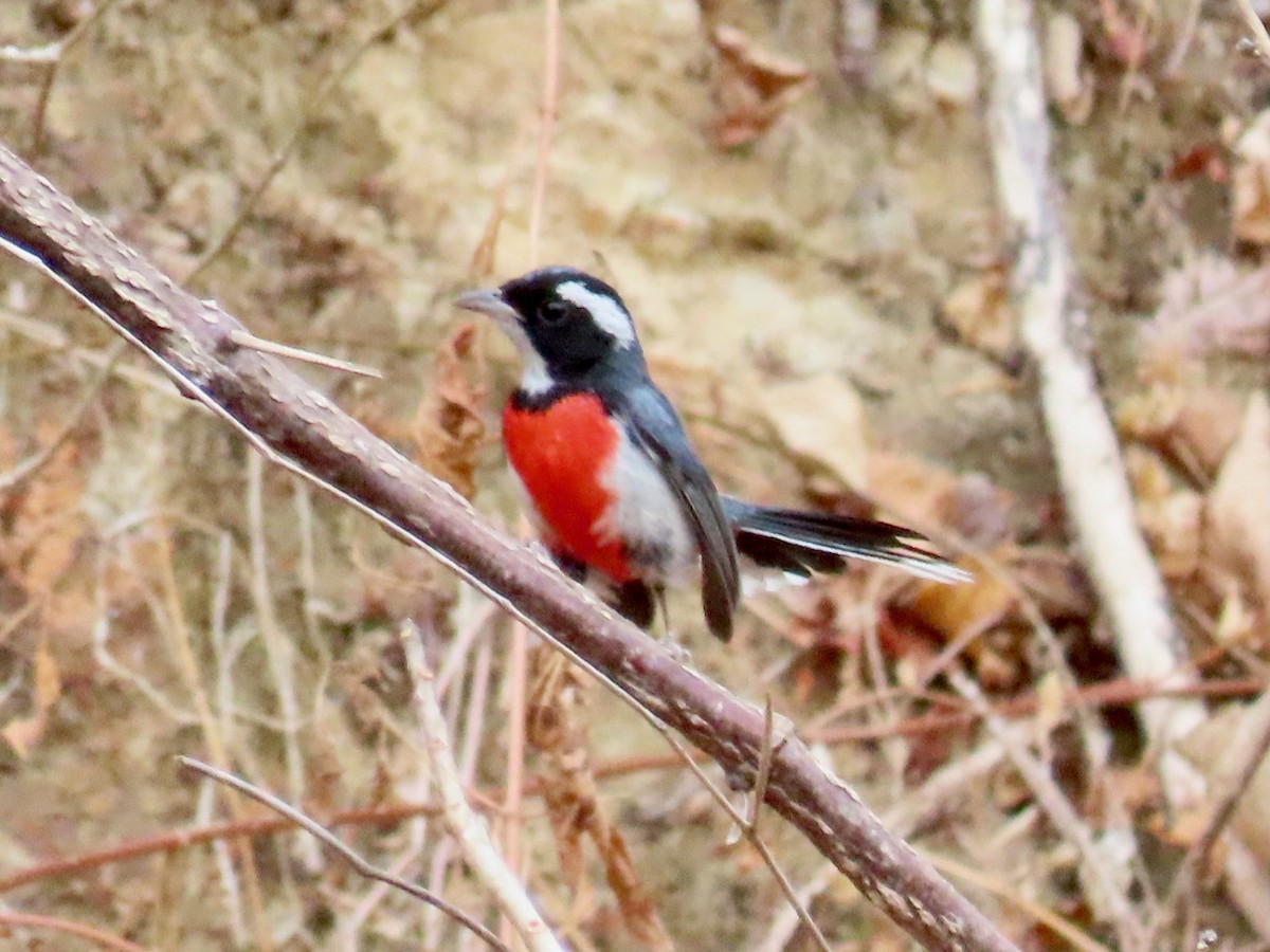 Red-breasted Chat - ML634622064