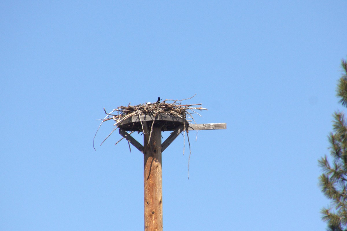 Osprey - ML634622158
