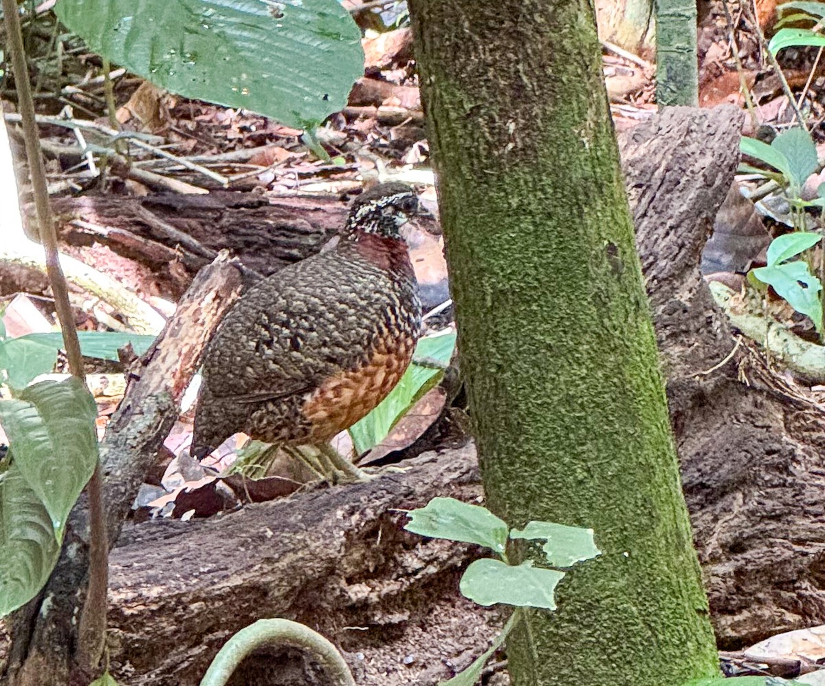 Sabah Partridge - ML634622208
