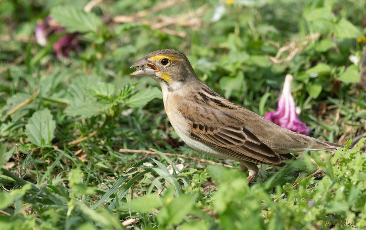 Dickcissel - ML634622219