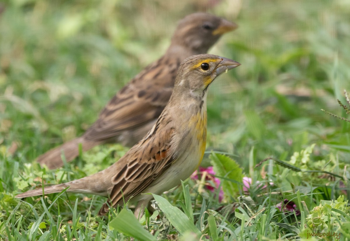 Dickcissel - ML634622228