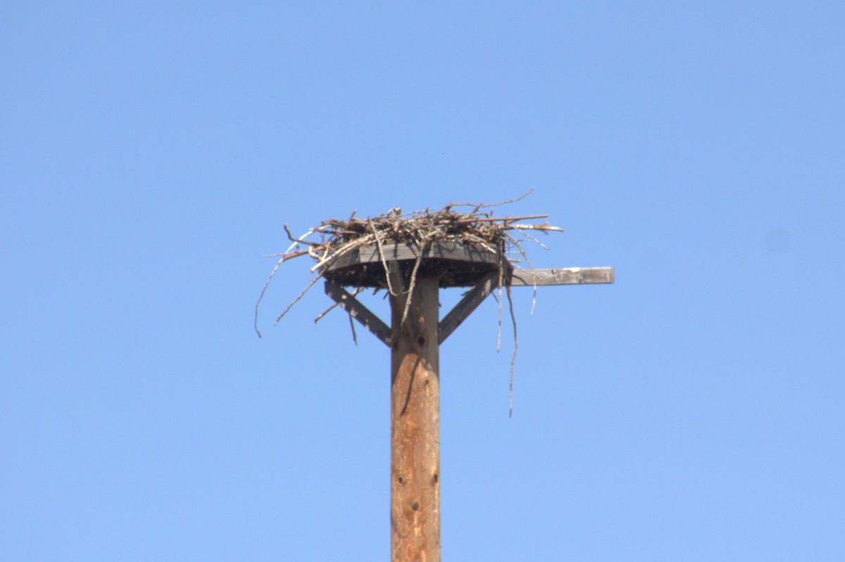 Osprey - ML634622445