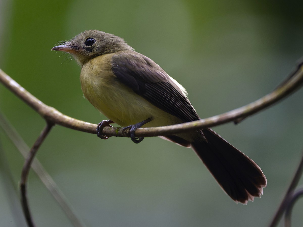 Black-tailed Flycatcher - ML634622464