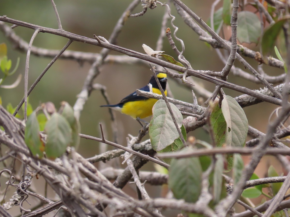 West Mexican Euphonia - ML634622501