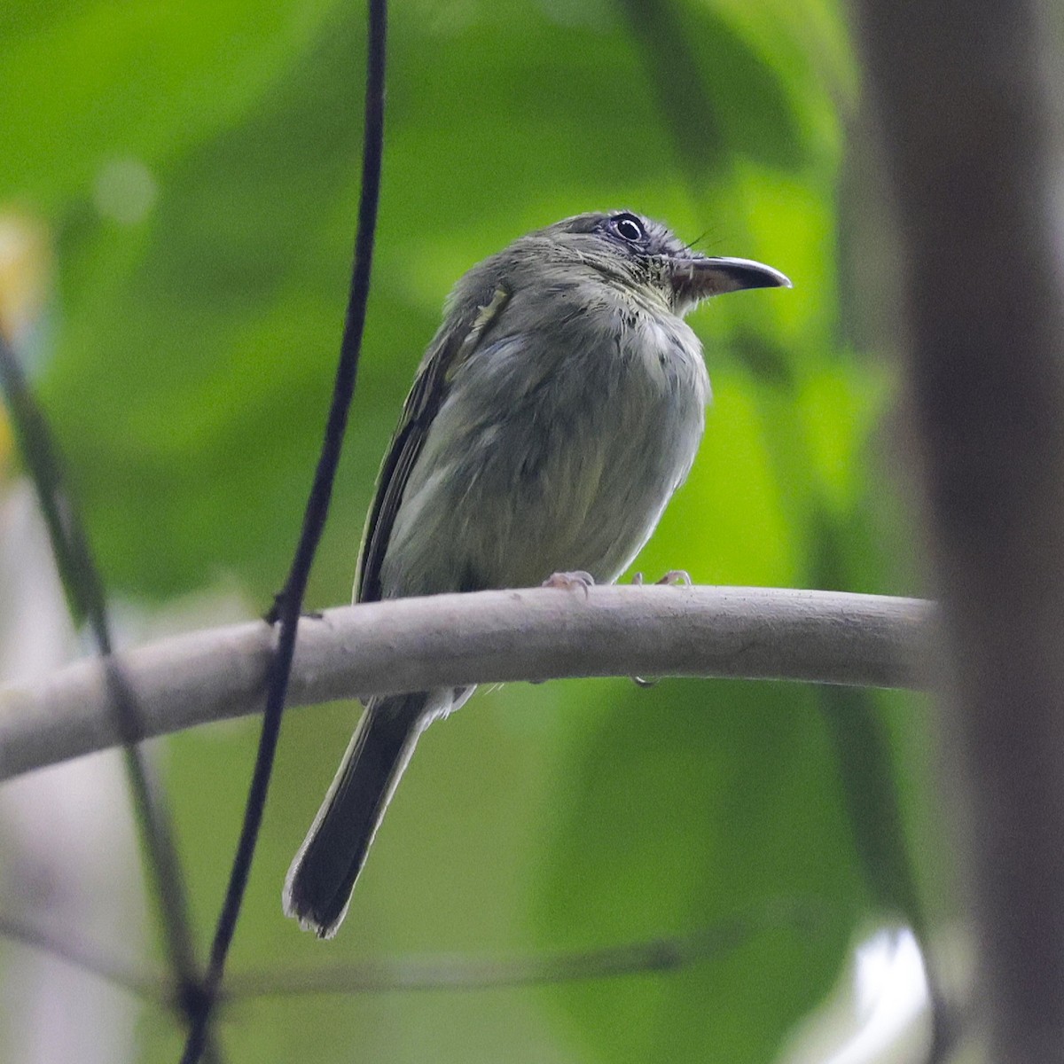 Southern Bentbill - ML634622604