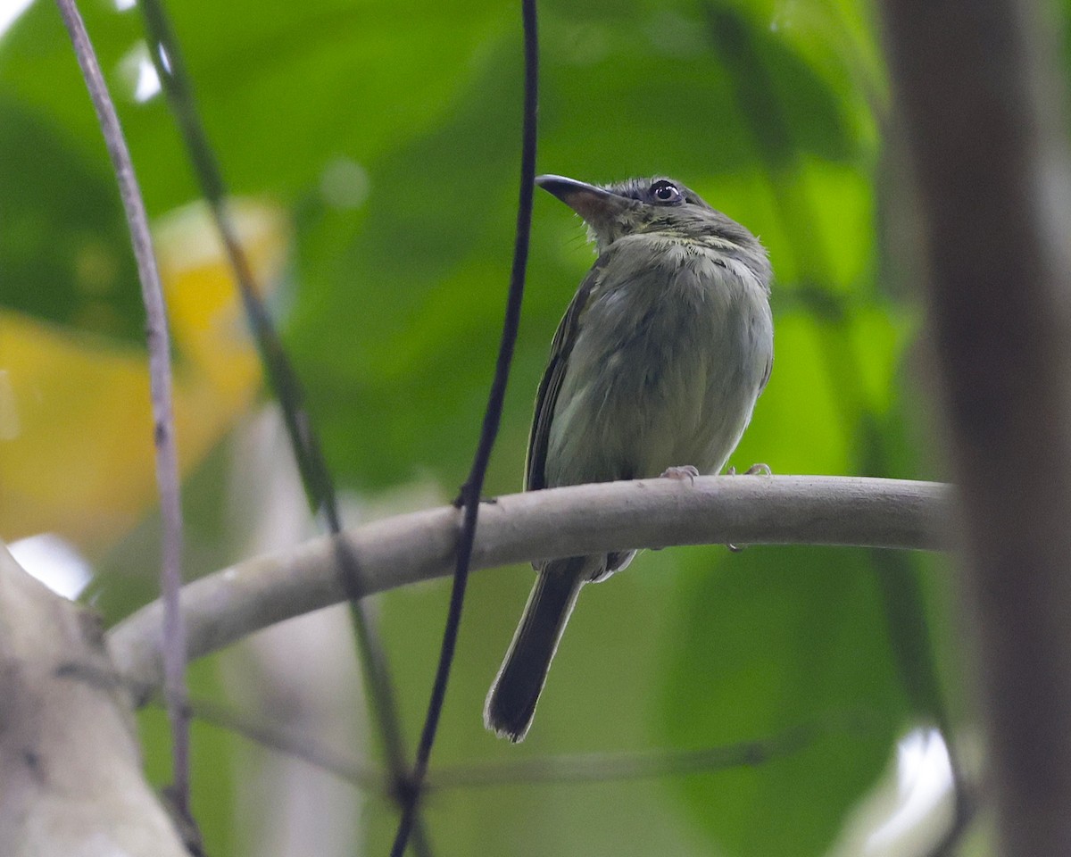 Southern Bentbill - ML634622605