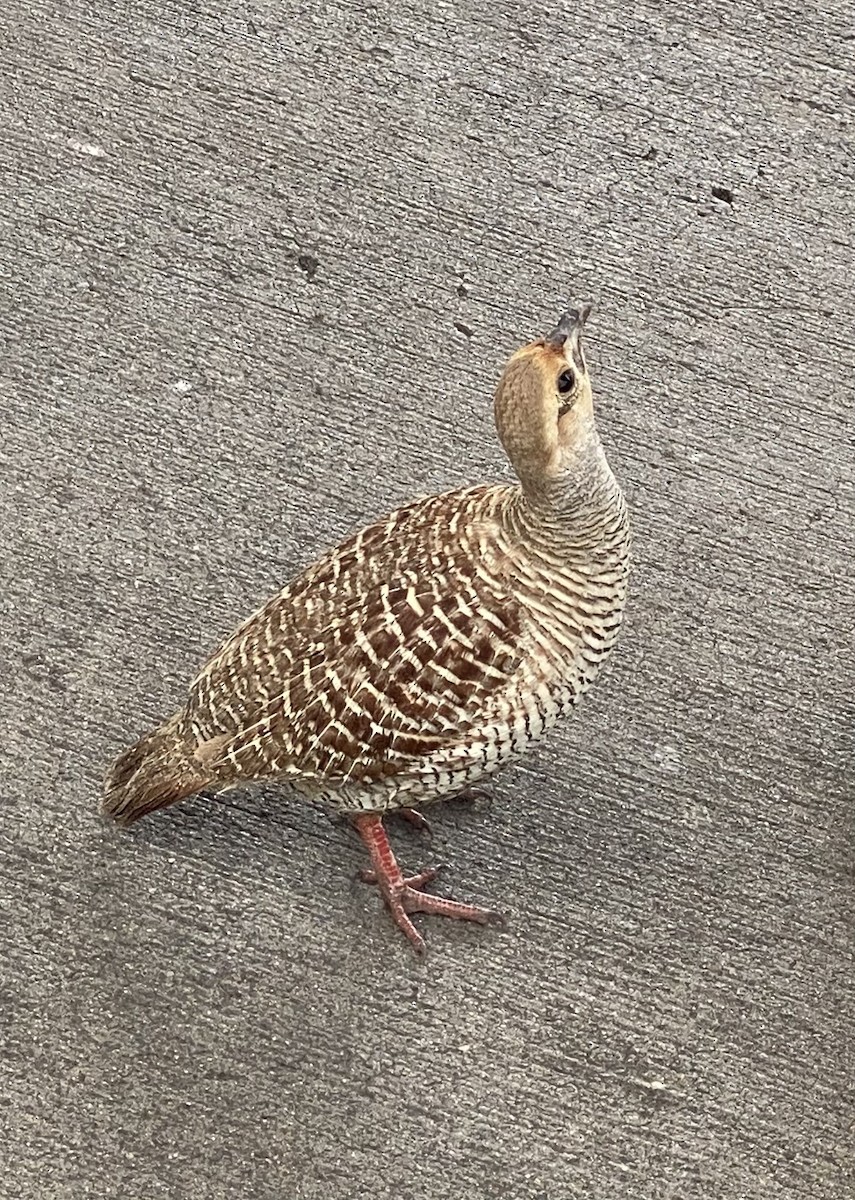 Gray Francolin - ML634623135